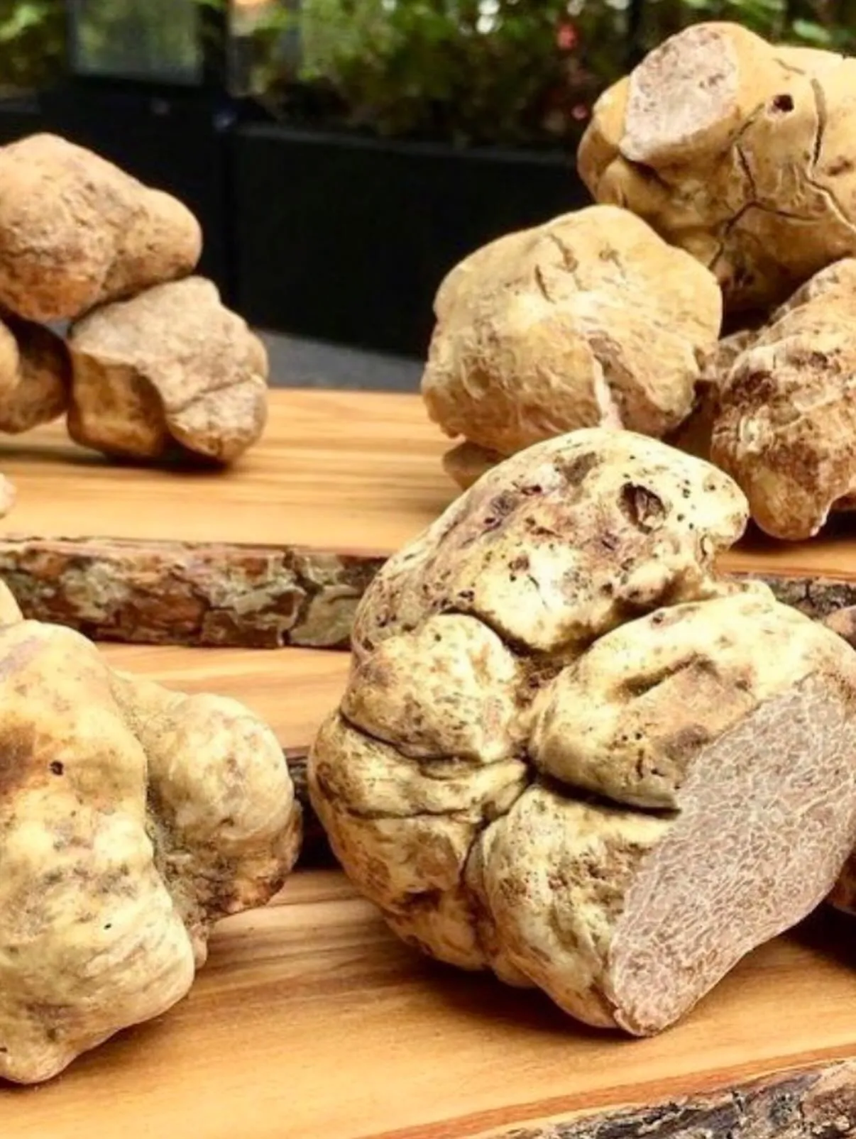 白トリュフの季節も、